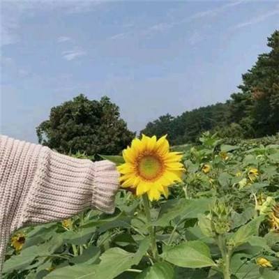 新神曲小米版下载